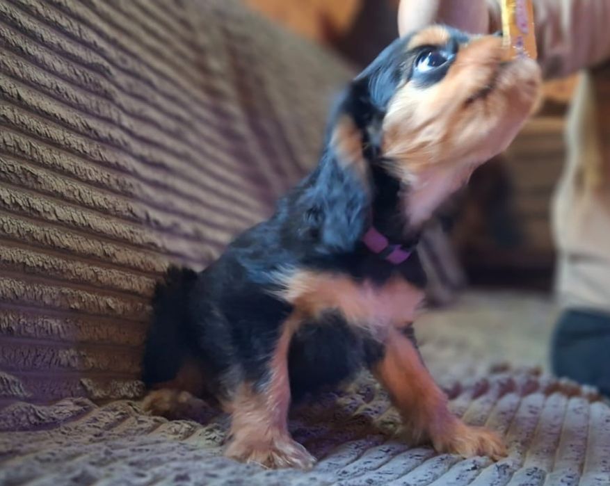 Cavalier King Charles Spaniel FCI, czarno podpalana piesek