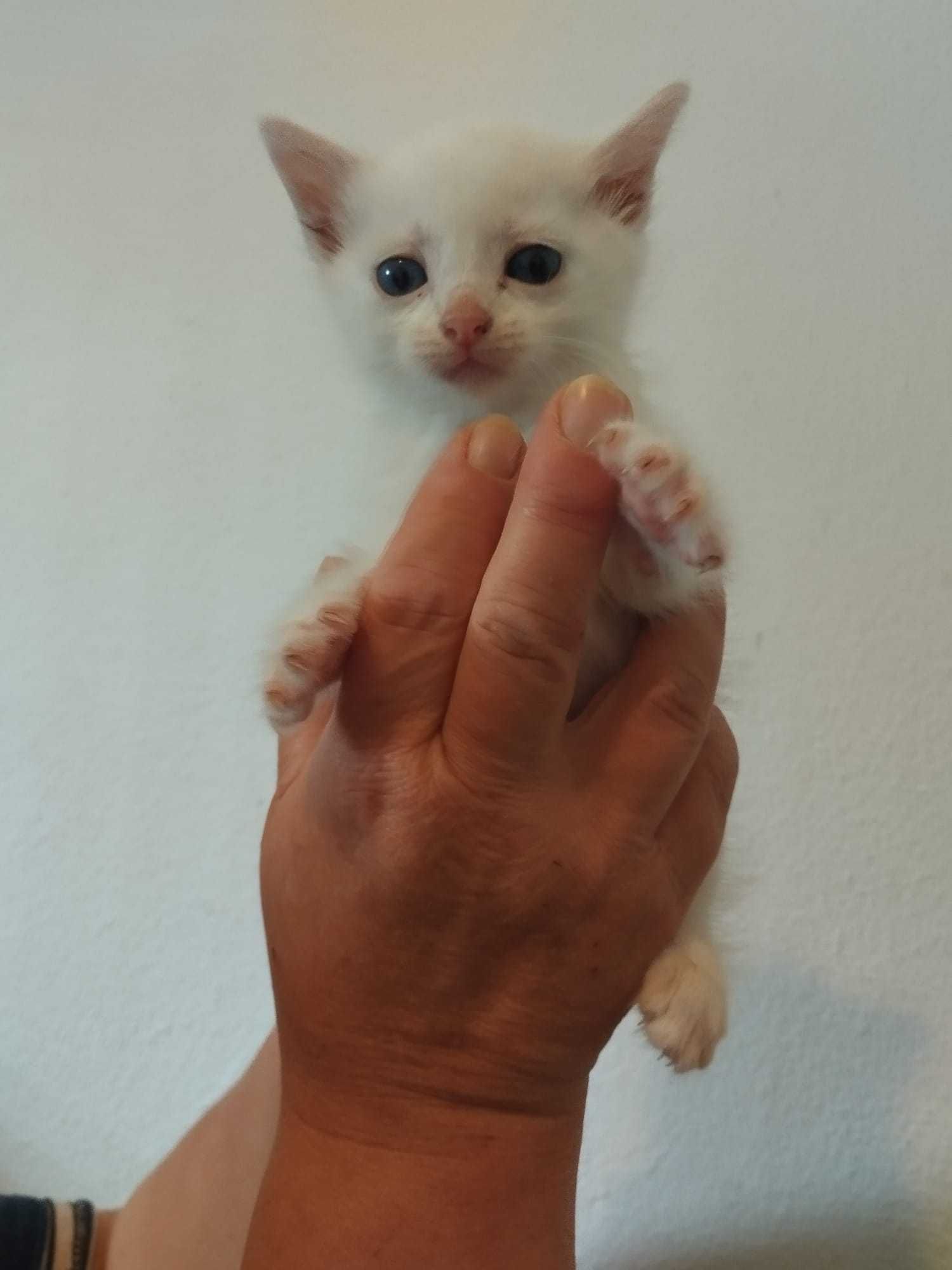 Bebés para adoção responsável