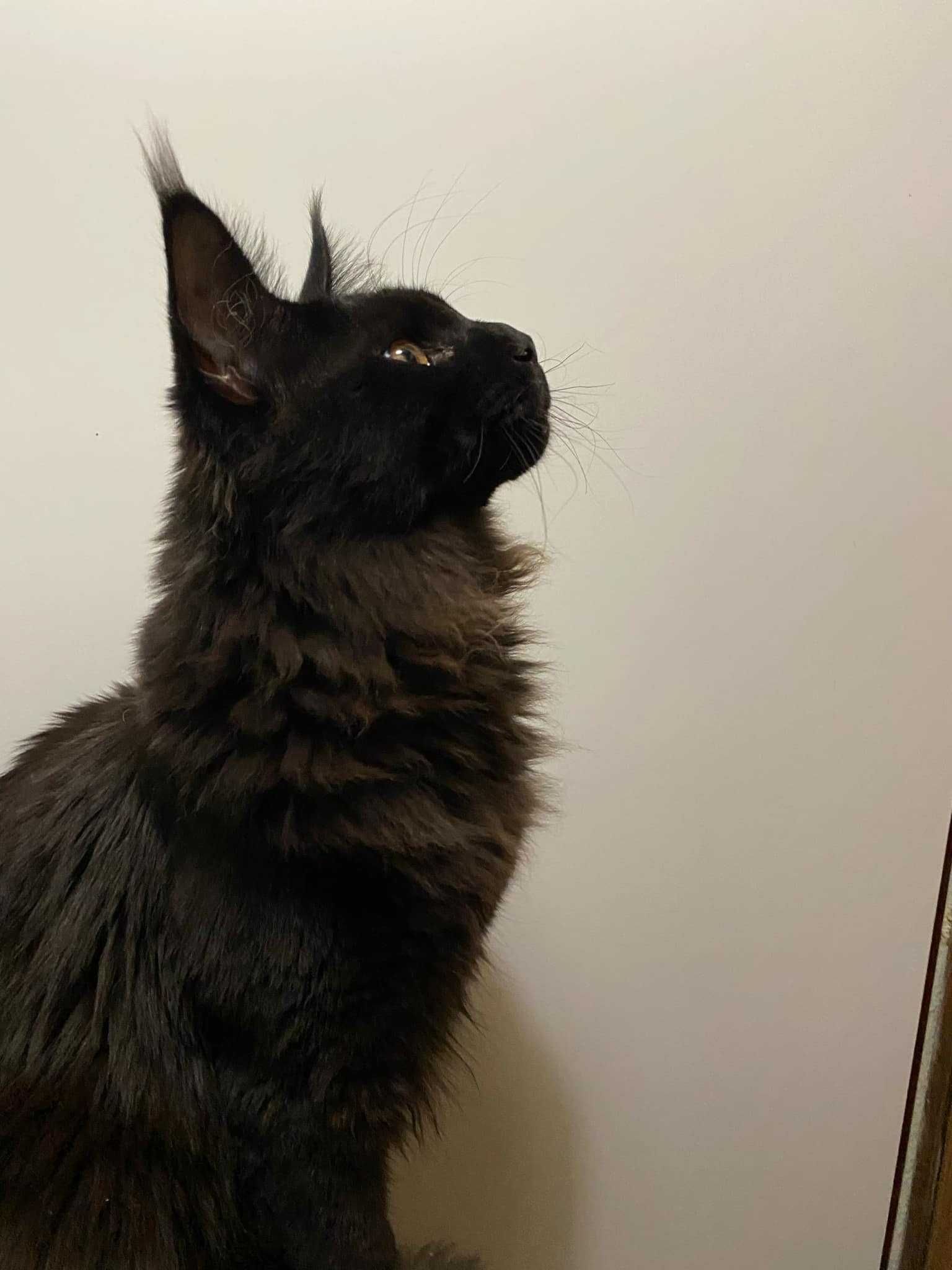 Maine Coon kocurek
