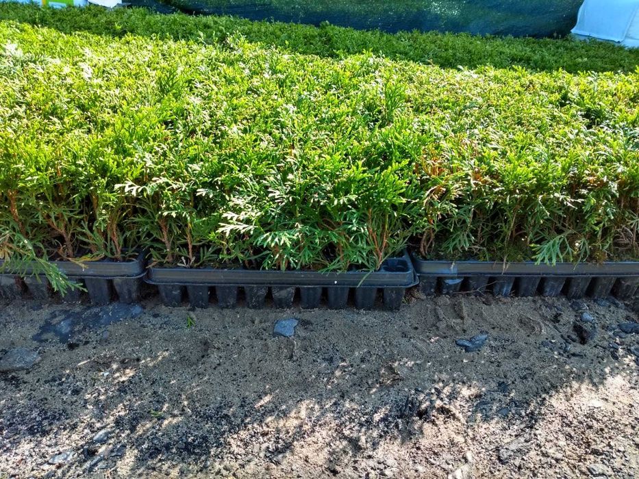 Thuja Szmaragd | Brabant | Żywotnik | m104 | multiplat |certyfikat CAC
