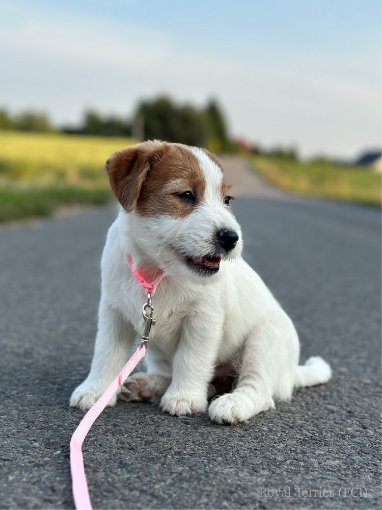 Suczka Jack Russell terrier ZKWP/FCI szorstkowlosa