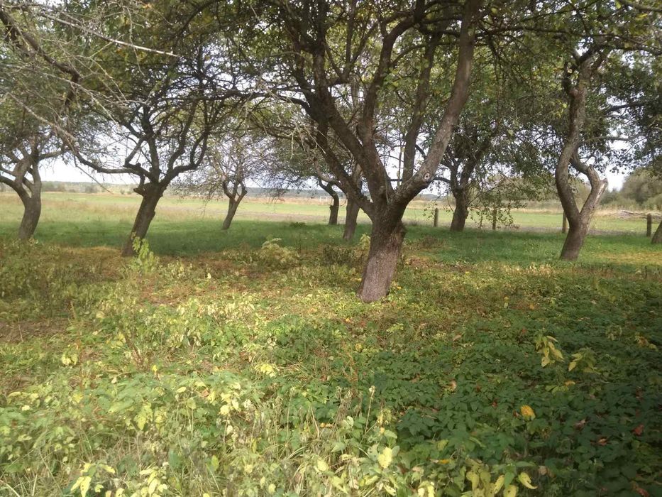 Продам будинок с. Синове