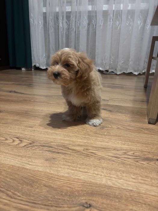 Śliczny piesek rasy Maltipoo