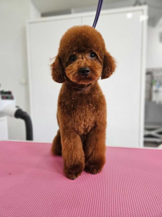 Cockapoo ,mama Cocker spaniel amerykański