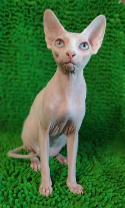 Дівчинка Канадського Сфінкса.