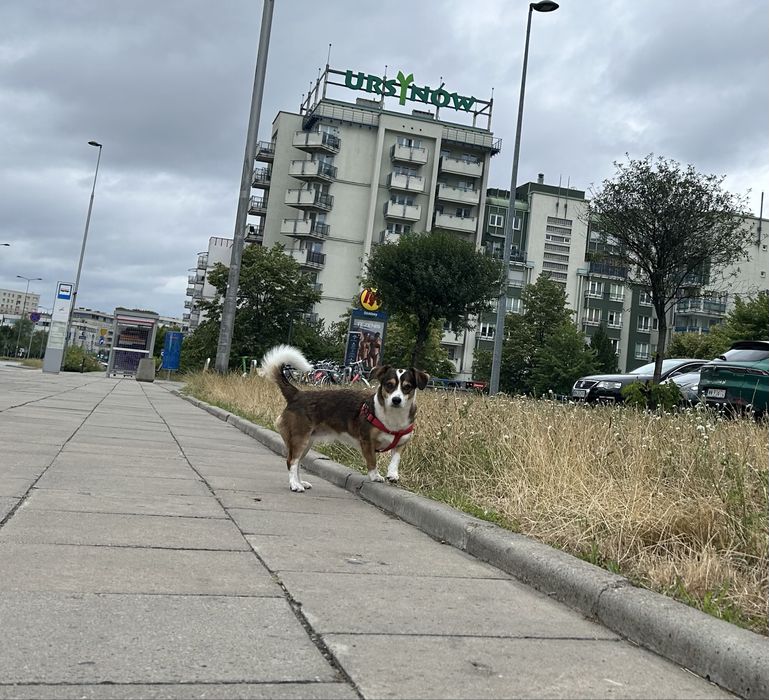 Wyprowadzanie psów, opieka nad psami, kotami, petsitter