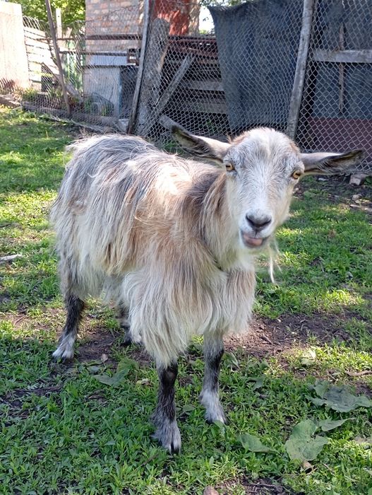 Коза ,по віку більше  року.