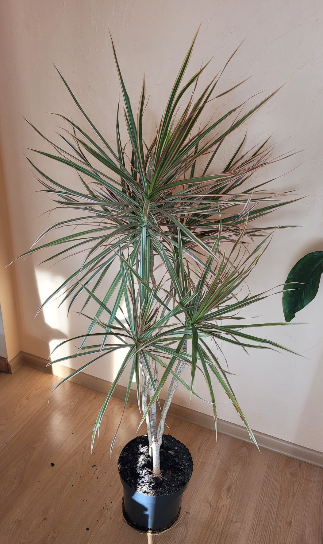 Dracena doniczkowa 150cm