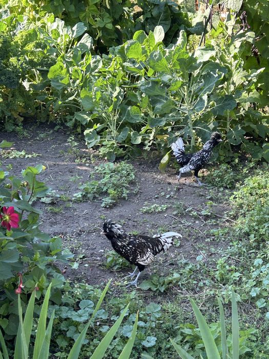 Czubatka srebrna kogut