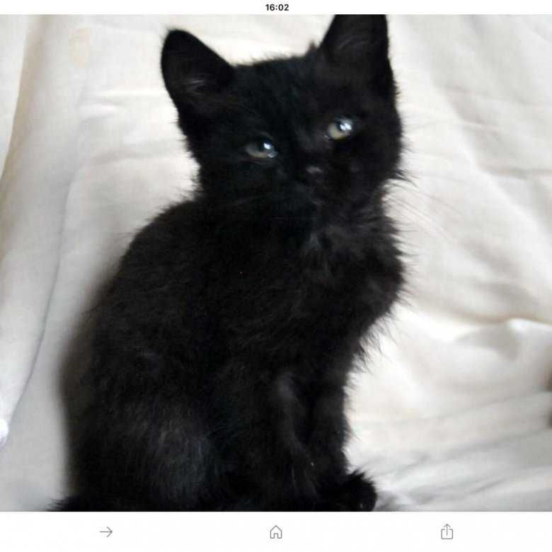 кошенята безкоштовно