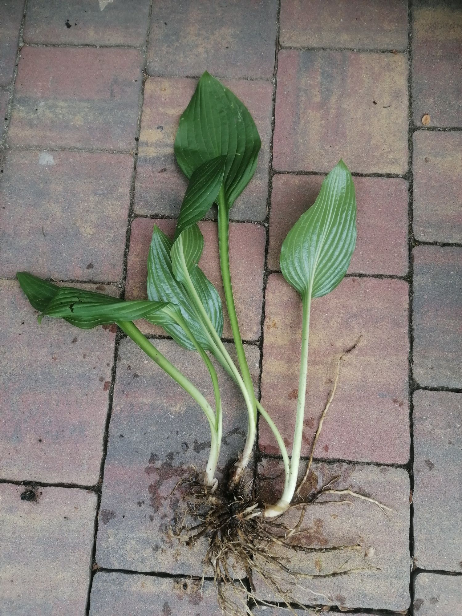 Funkia hosta kopana z gruntu