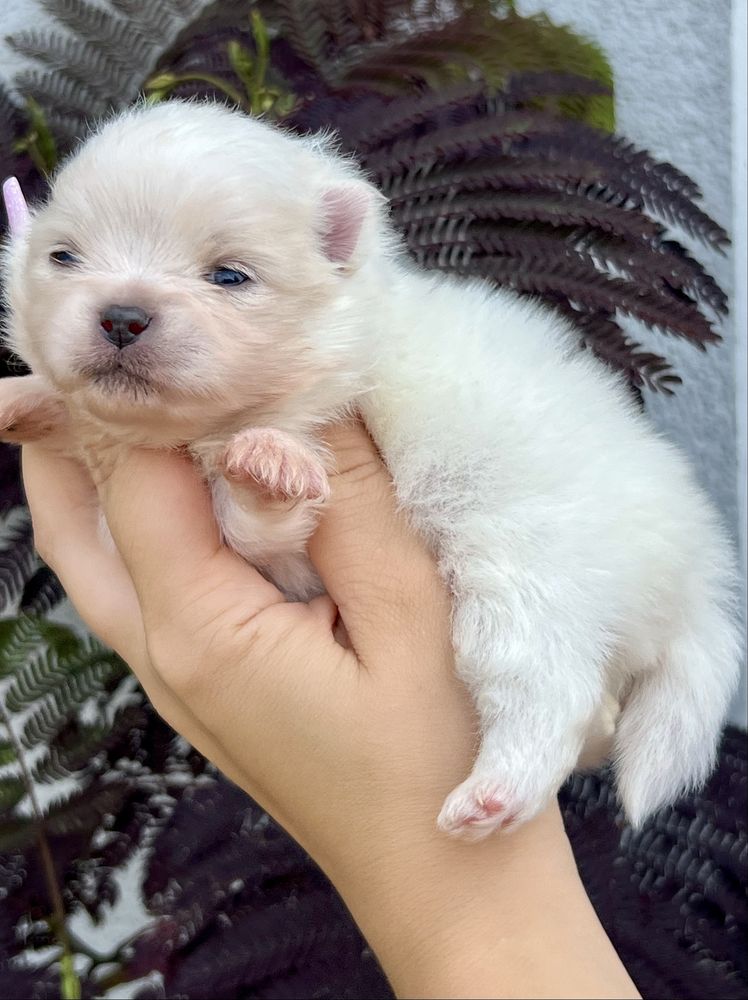 Szpic miniaturowy ,pomeranian cudny chłopczyk