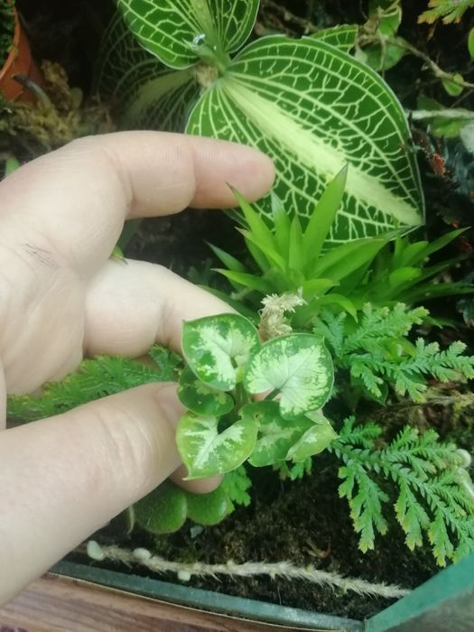 Сінгоніум Syngonium pixie dwarf form