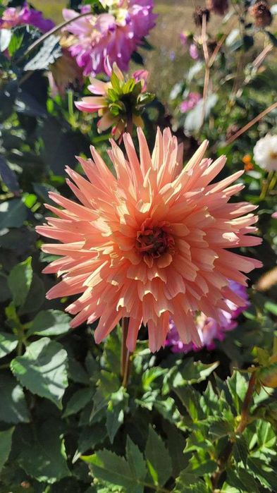 Садженці  жоржин