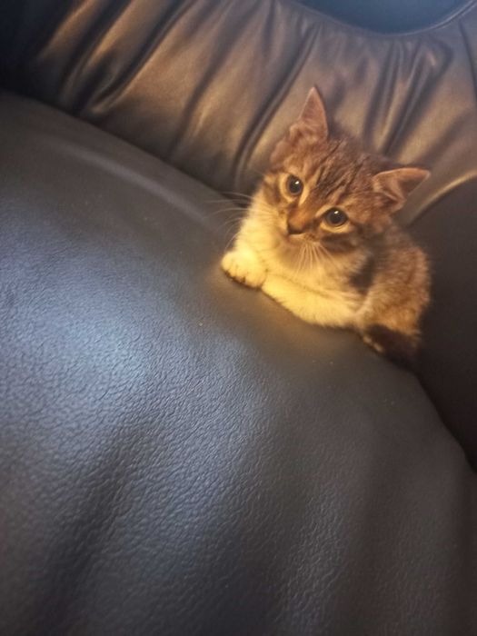 Mam do oddania kociaki