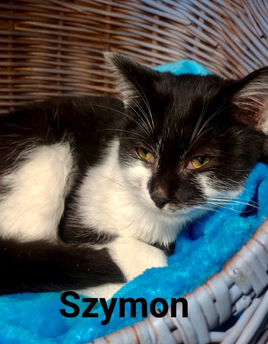 Szymuś błaga o szansę i dom ...
