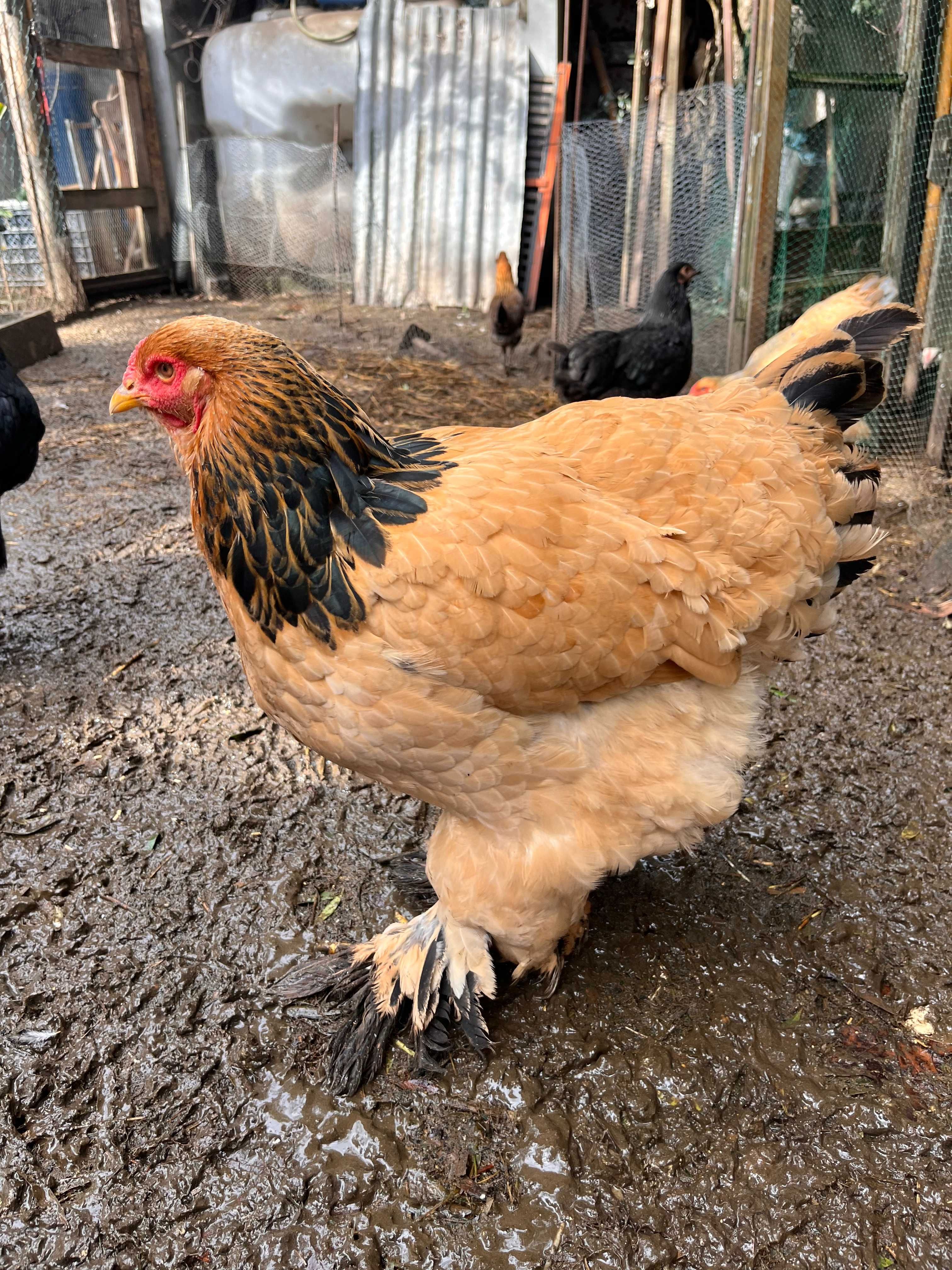 BRAHMA BUFF (ovos e aves)