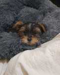 Yorkshire Terrier top