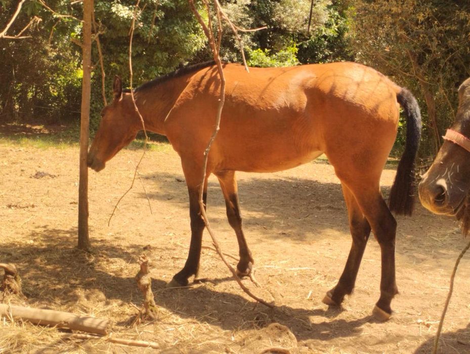 Poldras lusitana