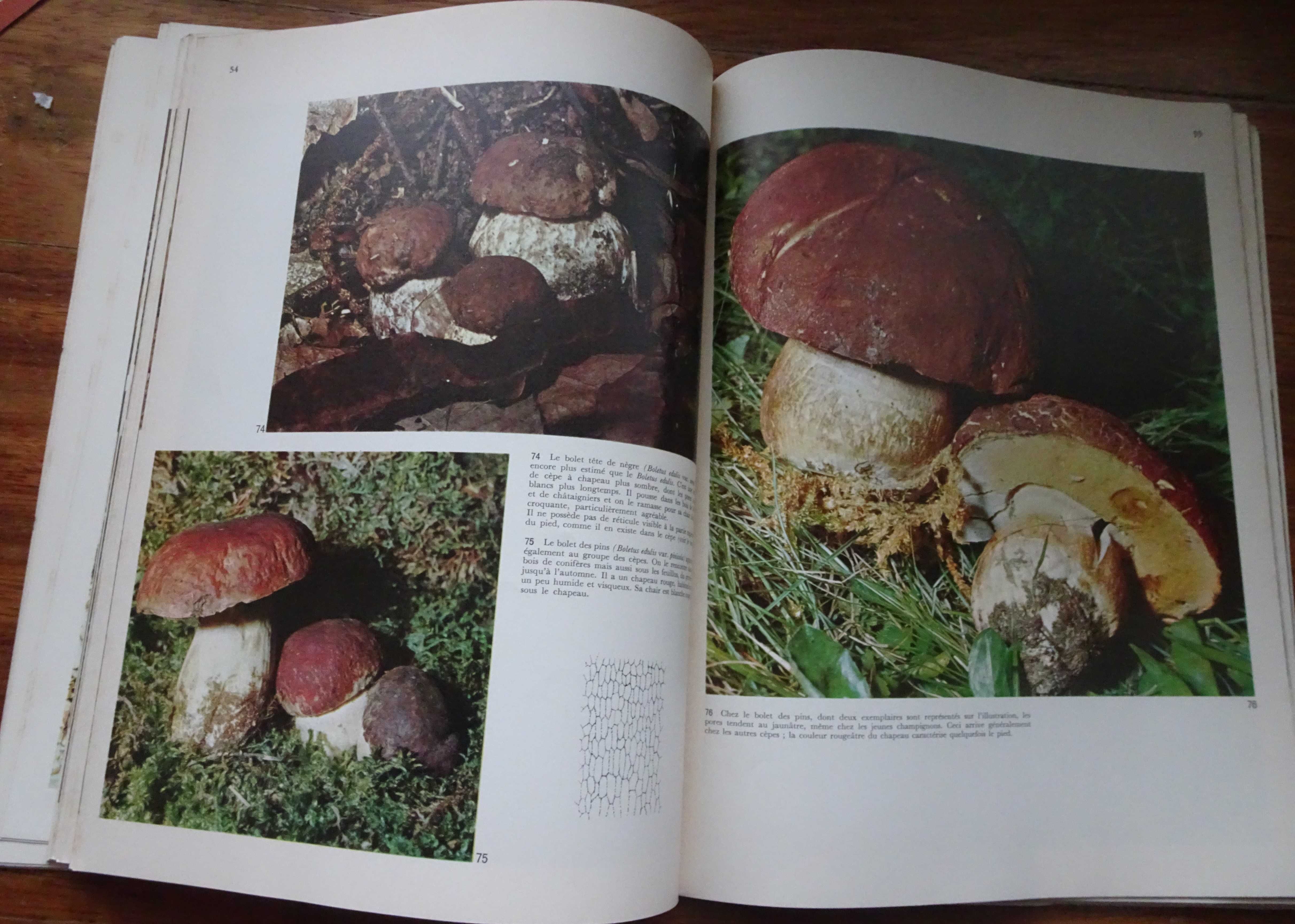 Os Cogumelos (Les Champignons)