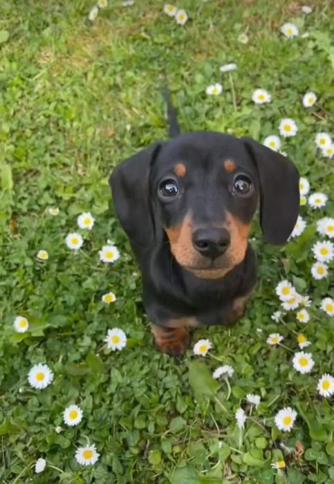 Чорно підпалі міні малюки такси