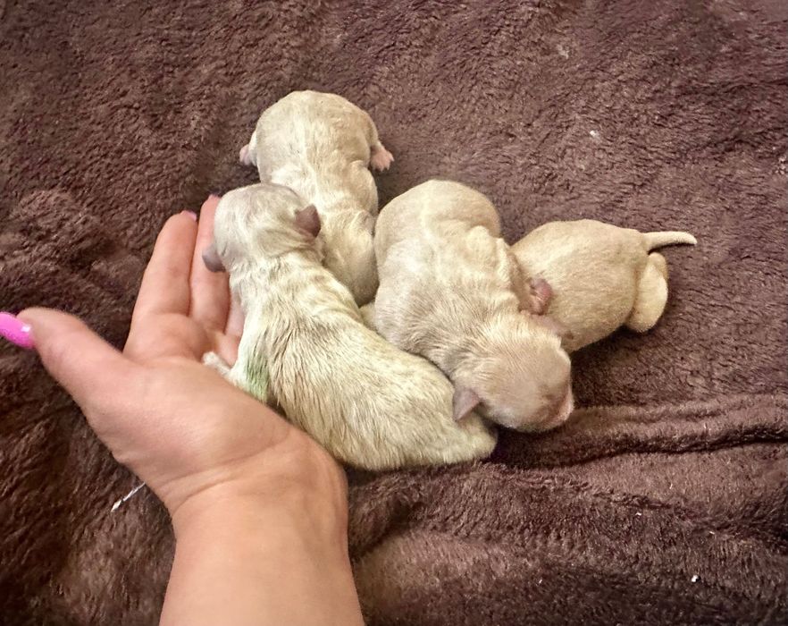 Maltipoo Maltańczyk +pudel toy red Brown chłopiec
