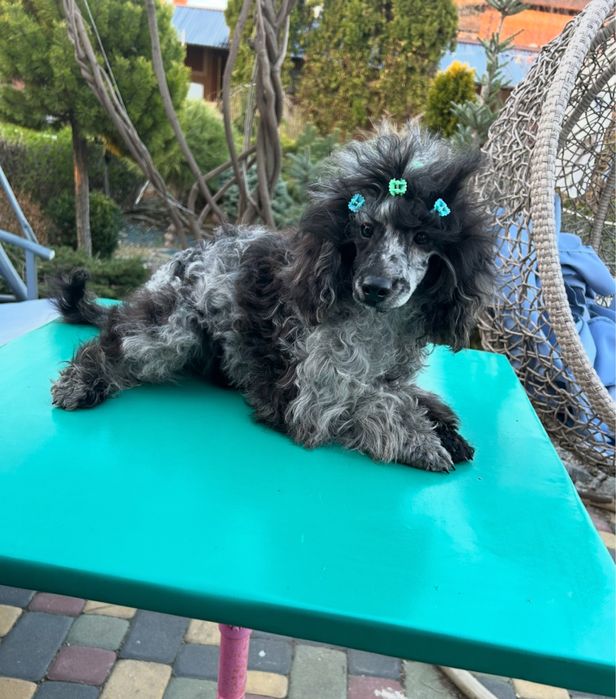 Шикарный  мальчик пудель мерле