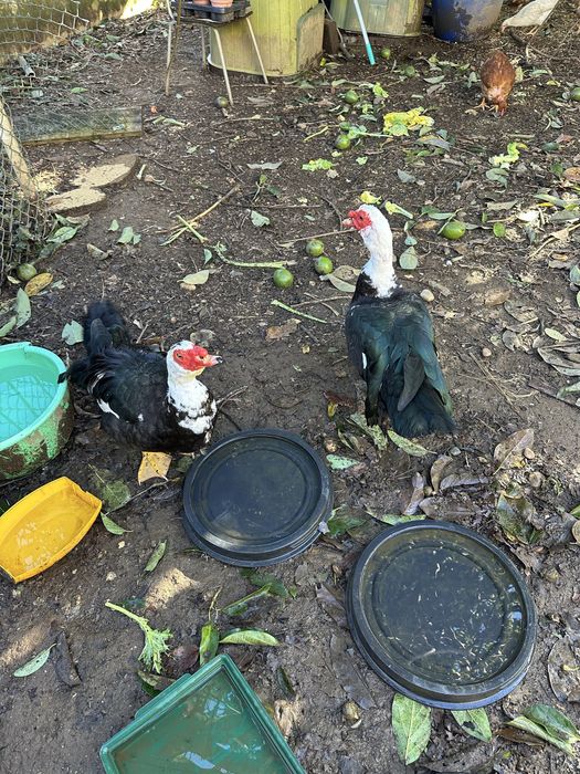 Pato adulto para mudar de morada