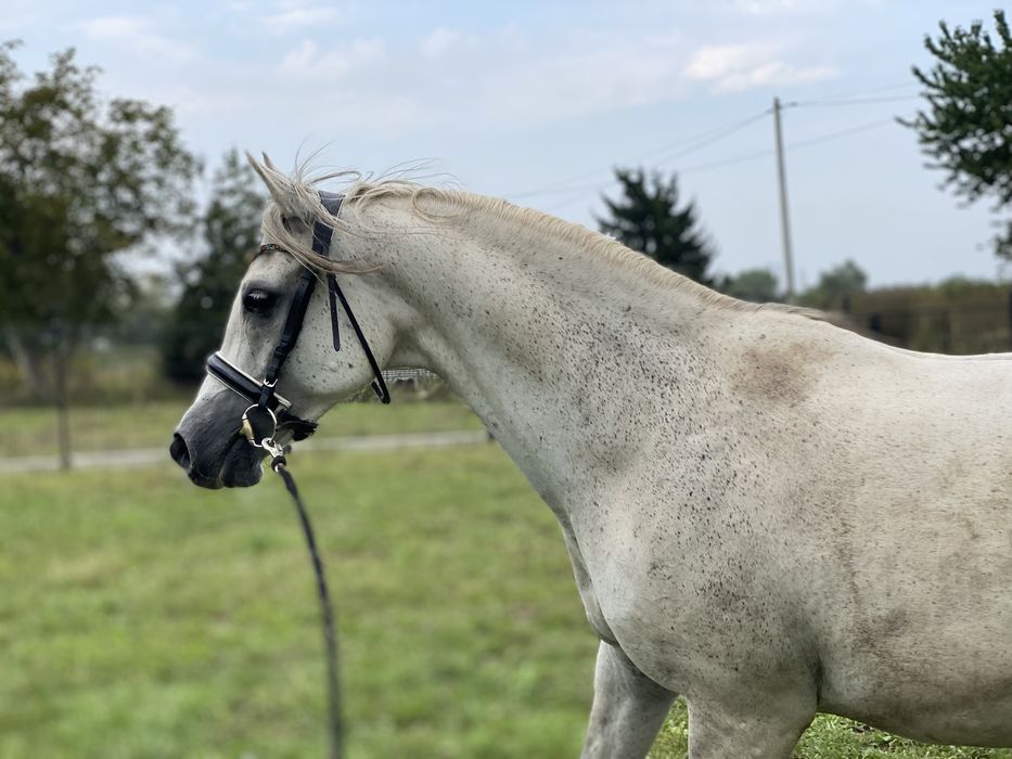 Konik do ambitej rekreacji małego sportu