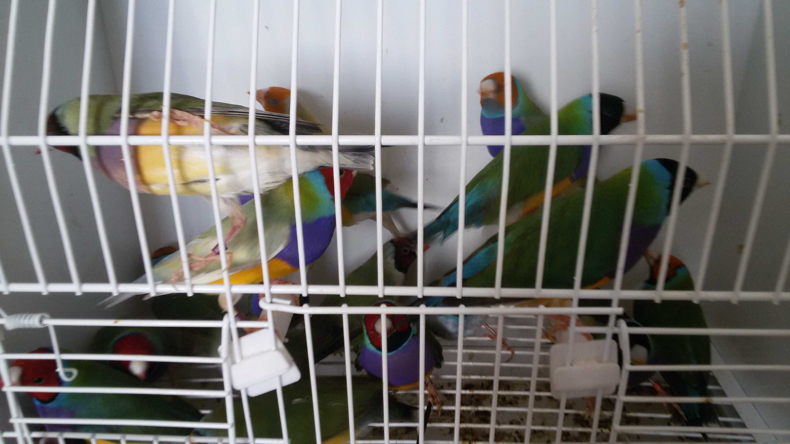 Vendo diamantes gould