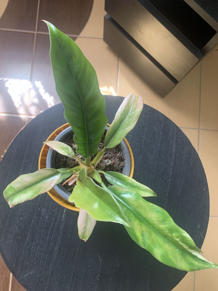 Philodendron - cala roslinka !