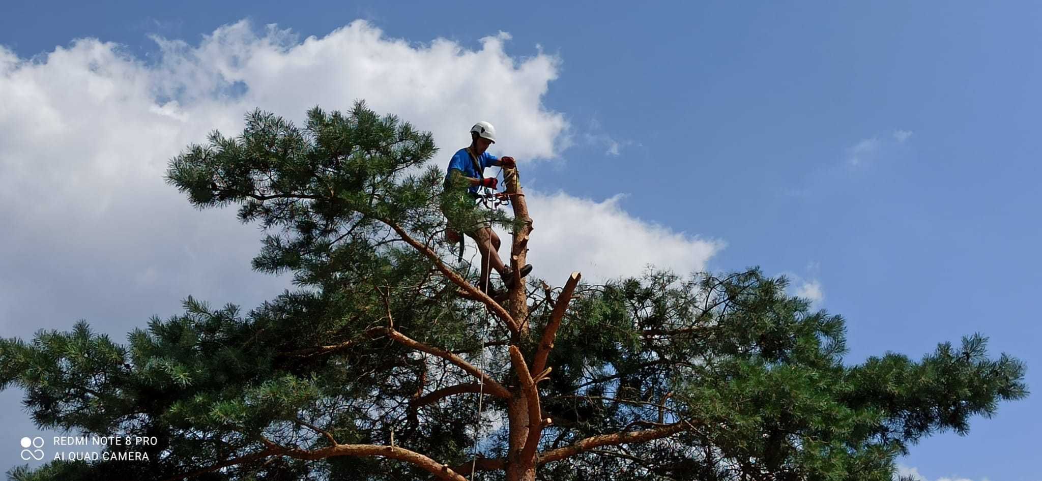 Usługi arborystyczne, wycinka drzew, pielęgnacja drzew