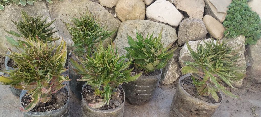 Каланхоє Катапіфа Тарантул (Kalanchoe Katapifa Tarantula) -