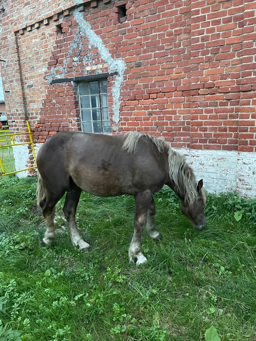 Klacz 18 miesięcy zimnokrwista pełne pochodzenie