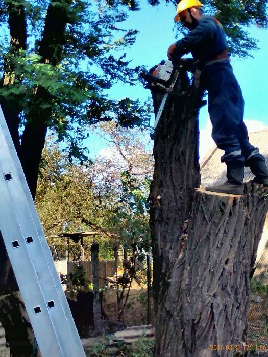Обрезка аварийных веток. Дробление веток. Спил деревьев, пней.