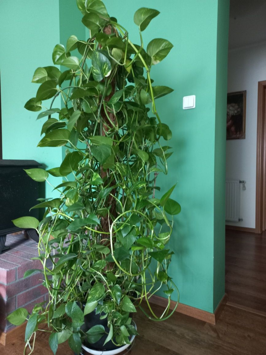Epipremnum gęsto na paliku