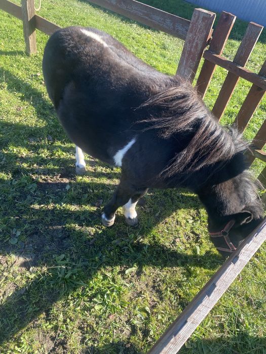 Sprzedam kucyka kucyki ogierek klaczka