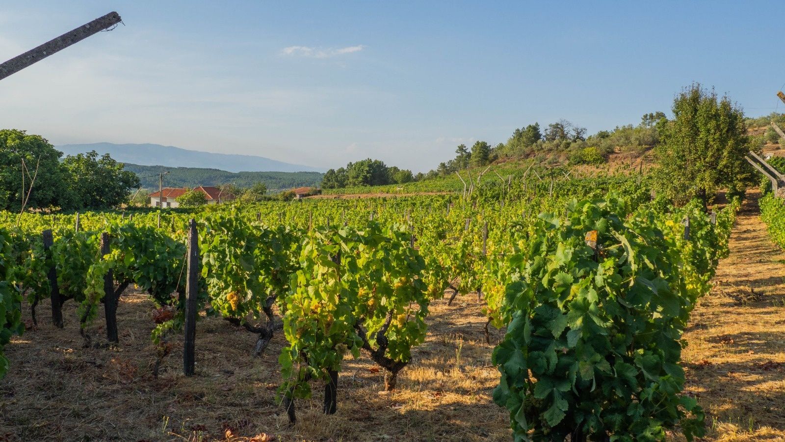 Vinha do Douro com benefício