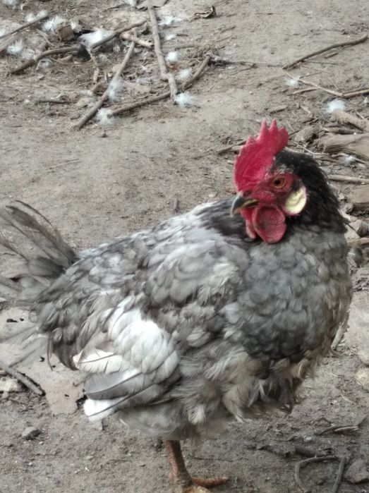 Продам молодого карликового півника