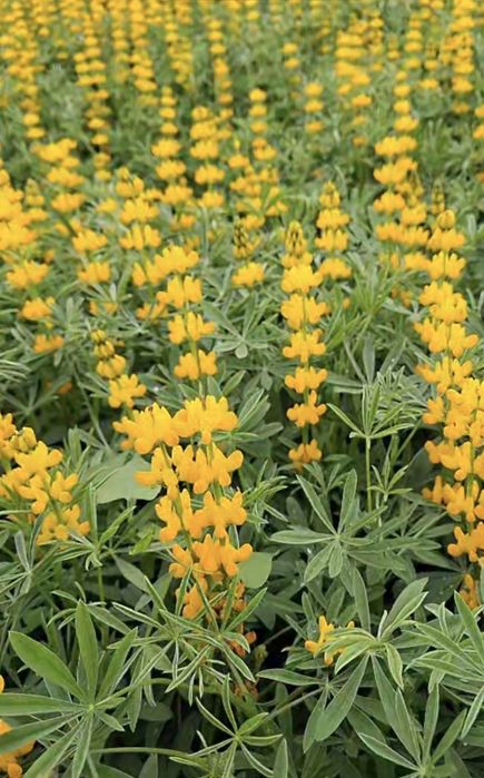 Łubin żółty słodki