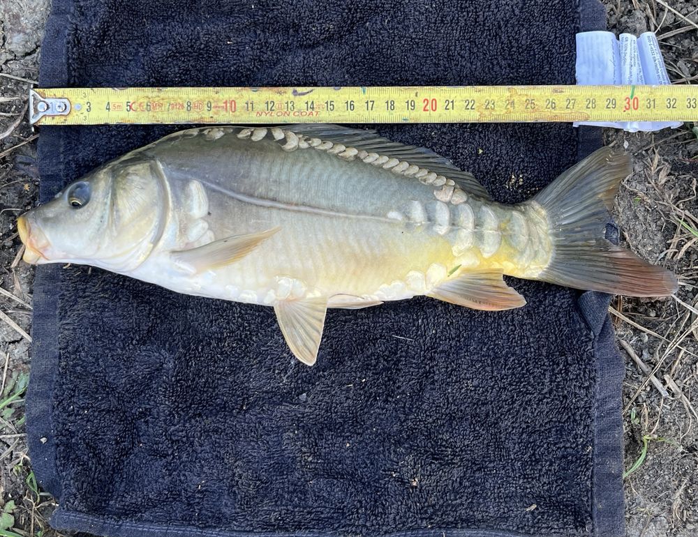 Karp lustrzen zarybienie 20/30cm