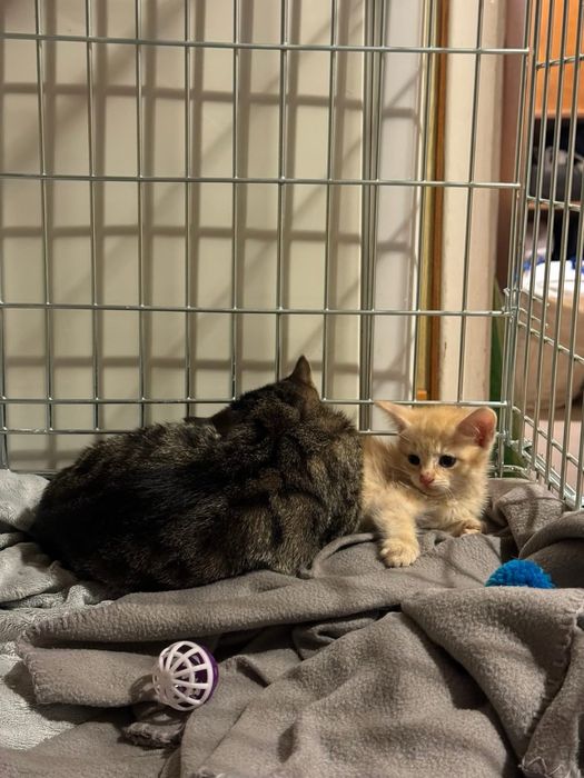 Kociaki do adopcji 1 miesiąc rudy zdrowe od zaraz przytulaste