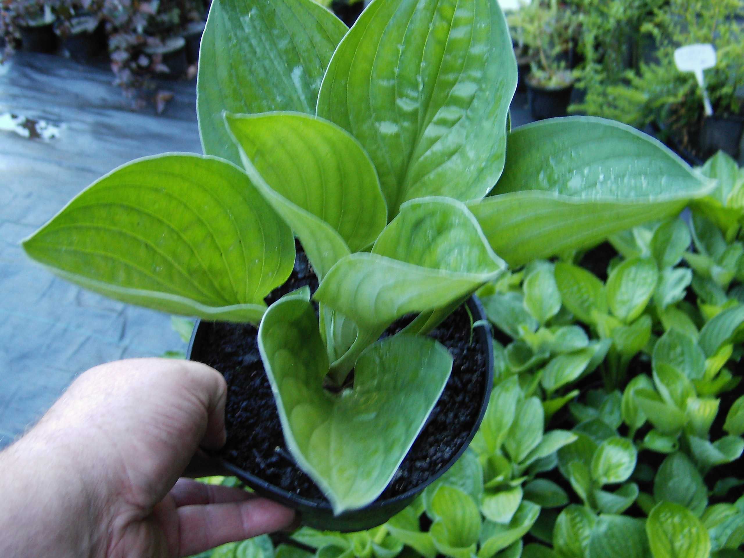 Funkia (Hosta) w doniczkach, mocne karpy