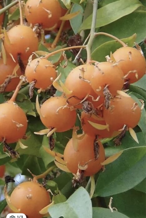 Planta ora- pro-novis