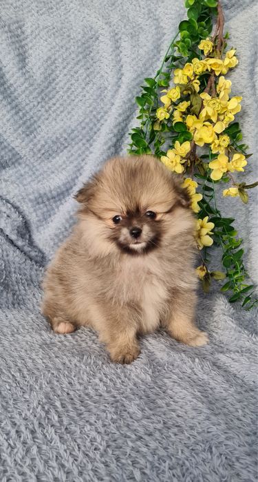 Estupenda mini Lulu da Pomerânia / Spitz Alemão Anão de Qualidade