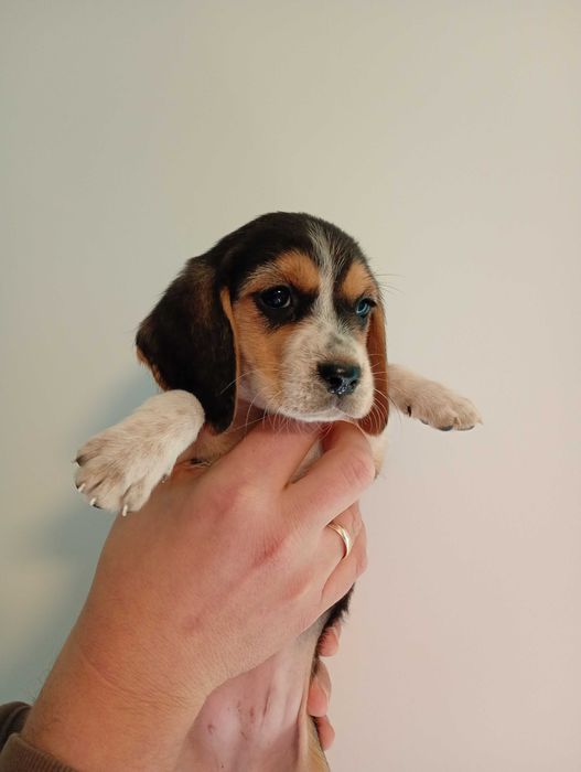 Mala beagle (Fela) szuka domu