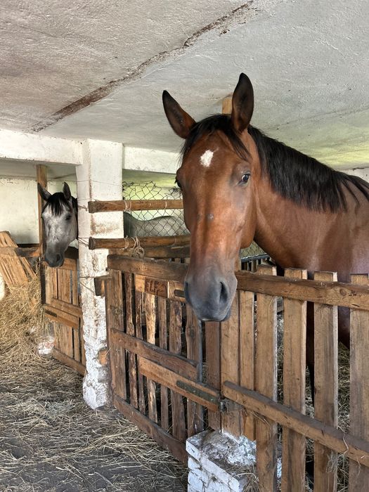 Pensjonat, przyjmujemy odsadki, młodzież, klacze hodowlane i seniorów