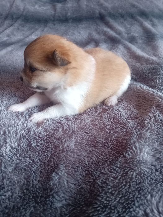 Spitz alemão anão macho