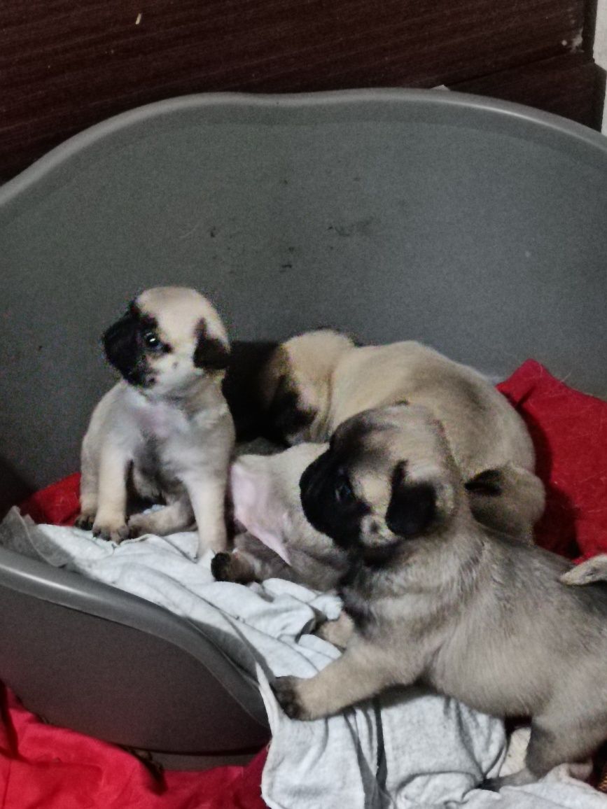 PUG CARLIN preto e beje