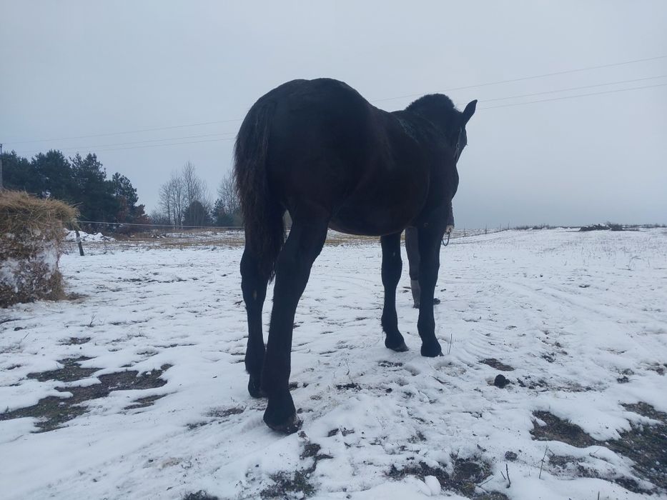 Ogierek zimnokrwisty